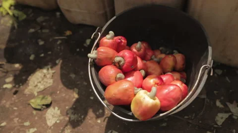Red cashew in a bucket 스톡 동영상 64305740