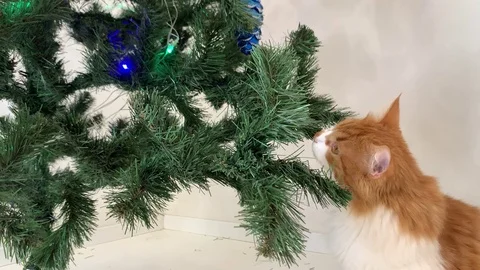 Red cat and christmas Stock Footage 120480937