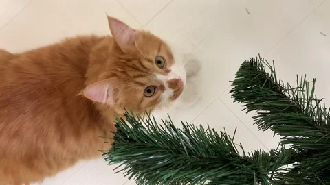 Red cat and christmas Stock Footage 120876027