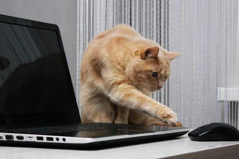 A red cat and a computer mouse. Stock Photos