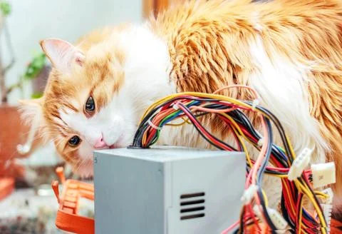 Red cat and computer wires Stock Photos