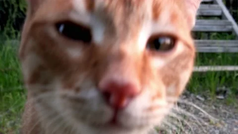 Red cat approaches the camera Stock Footage 196822134