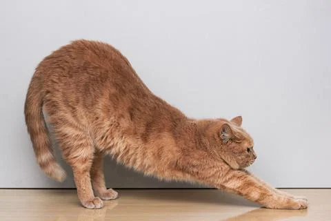 A red cat arching its back. Cat pose. Warm-up. Foto stock