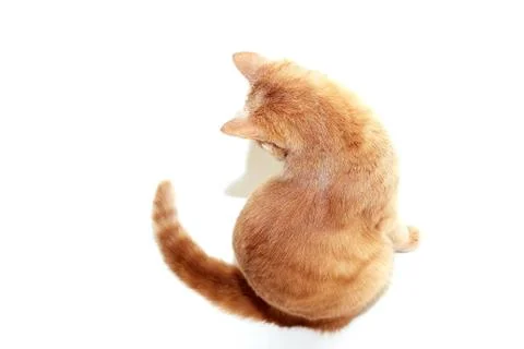 The red cat back view. Red cat isolated on a white background. Stock Photos