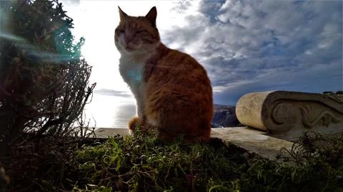 Red cat on a background of blue sky Stock Photos