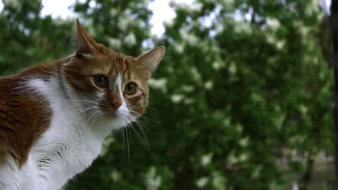 Red cat on a background of green tree Stock Footage 108862001