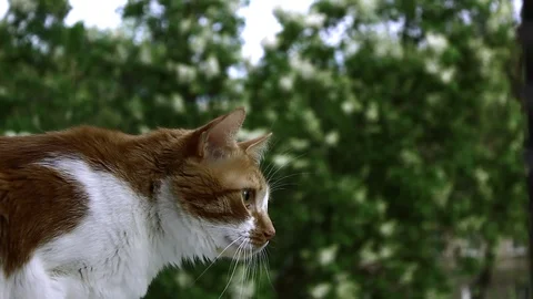 Red cat on a background of green tree Stock Footage 108862005