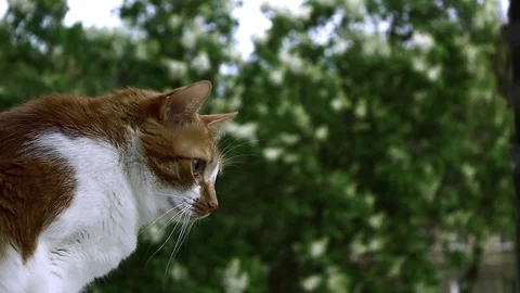 Red cat on a background of green tree Stock Footage 108862088