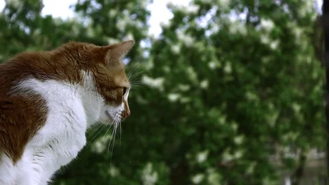 Red cat on a background of green tree Stock Footage 108862089