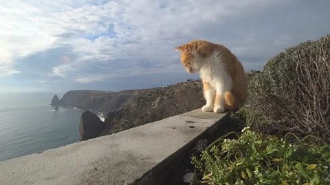 Red cat on the background of the sea shore Stock Footage 100238959