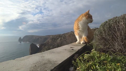 Red cat on the background of the sea shore Stock Footage 100240366