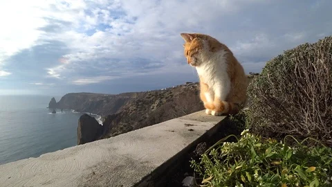 Red cat on the background of the sea shore Stock Footage 100267900