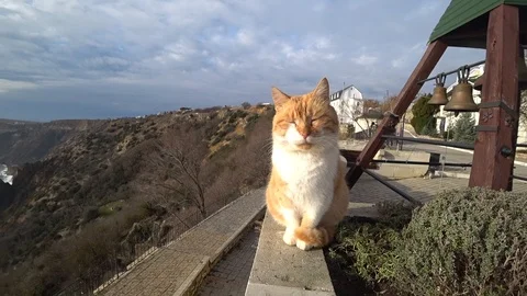 Red cat on the background of the sea shore Stock Footage 100267941