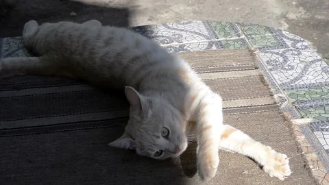 Red cat basking in the sun. Kitten playing outdoors. Stock Footage 101649552