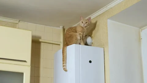 The red cat is basking on the white gas boiler in the kitchen. Stockbeeldmateriaal 240185927
