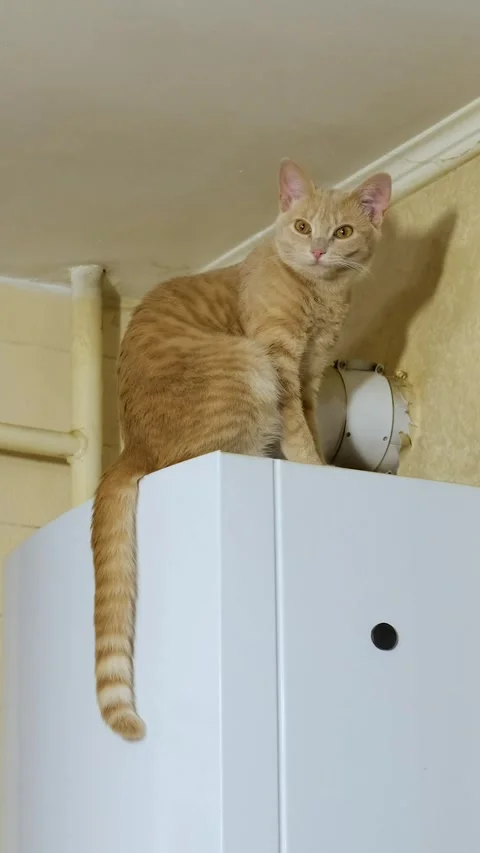 The red cat is basking on the white gas boiler in the kitchen. Stock-Footage 291982252