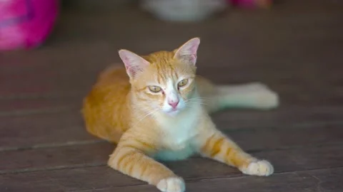 The red cat is basking on wood background. Cat smiles in bright light Video stock 151028922