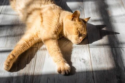 Red cat basks in the sun lying on the floor. Stock Photos