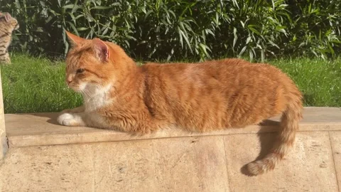 The red cat basks in the sun in the summer Stock Footage 233322452