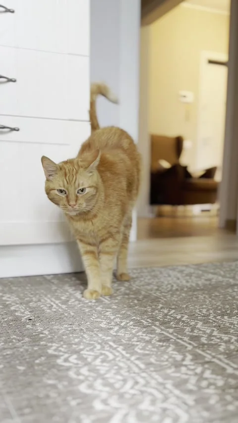 Red cat is beautiful and wagging its tail Stock Footage 280335571