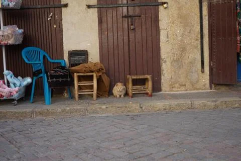 Red cat between chairs in Morocco Stock Photos