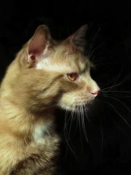 Red cat on the black background Stock Photos