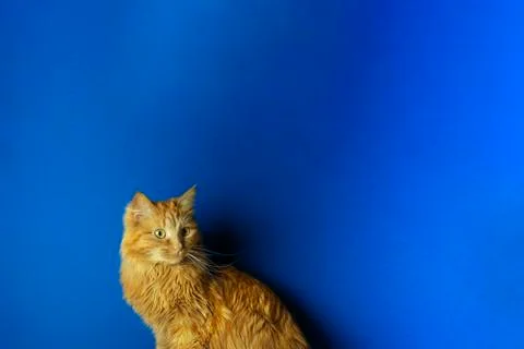 Red cat on blue background front view 스톡 사진