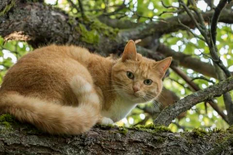 Red cat on a branch Stock Photos