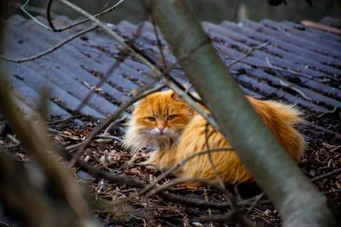 Red cat in the branches Stock Photos