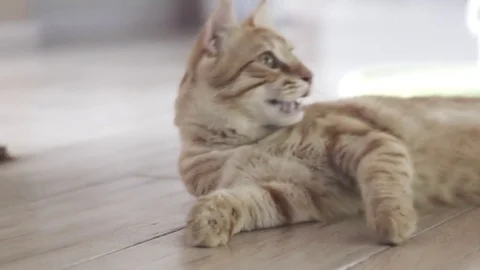 Red cat breathing hard feeling hot Stock Footage 77056972