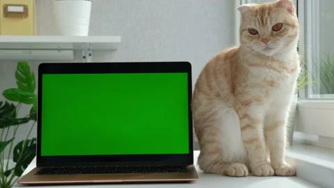 Red cat breed Scottish fold licks next to the laptop green screen, window neaby Stock Footage 163161351