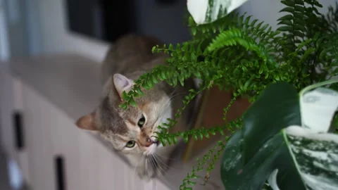 A red cat of the British breed Stock Footage 272905708