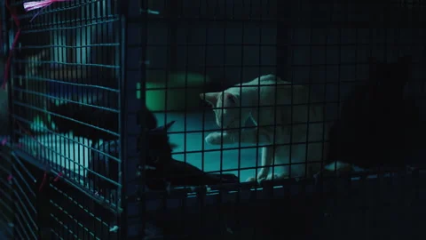Red cat in a cage licks its paw at night. Cage with cats on a dark night street Stock Footage 250130391