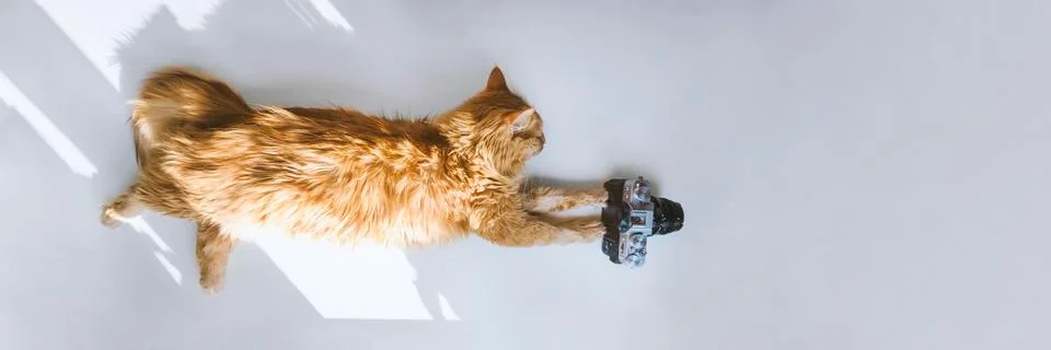 Red cat with camera 스톡 사진