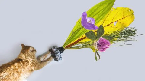 Red cat with camera 库存照片