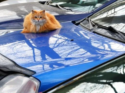 Red cat on the car case Stock Photos