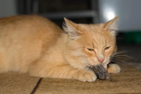 Red cat caught a gray mouse Stock Photos
