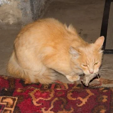 Red cat caught a gray mouse Stock Photos
