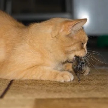 Red cat caught a gray mouse Stock Photos