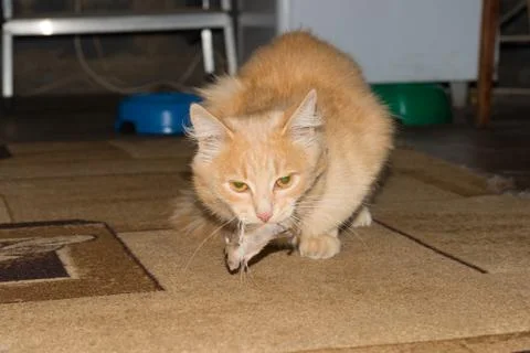 Red cat caught a gray mouse Stock Photos