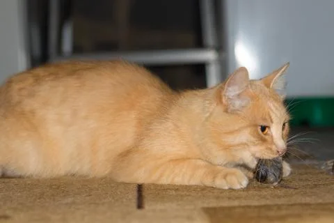 Red cat caught a gray mouse Stock Photos