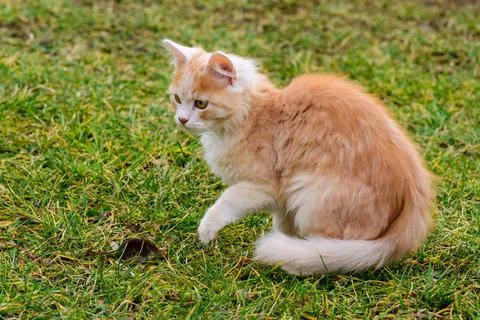 A red cat caught a mole, a cat playing with a mole on the grass, the countrys 스톡 사진