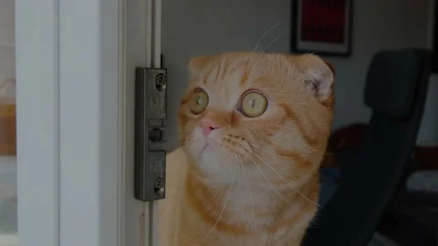 Red cat chirps Stock Footage 175233993