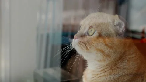 Red cat chirps Video stock 175234854
