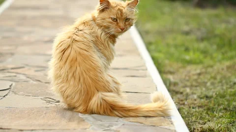 Red cat cleans the wool in summer Stock Footage 39558643