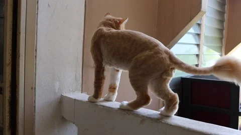 Red cat is climbing on edge cement with naughty Stock Footage 144031907