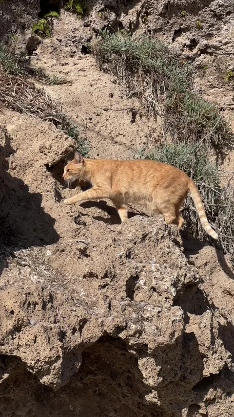 Red cat climbing mountain. Vertical video Stock Footage 240920400