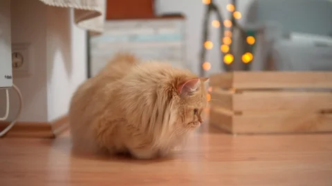 Red cat climbs on the floor and played. pet cat sitting on the floor and played Video stock 99007701