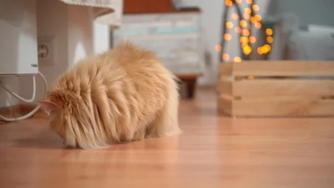 Red cat climbs on the floor and played. pet cat sitting on the floor and played Stock Footage 99007744