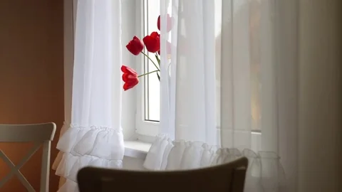 Red cat climbs on the window and sitting Video stock 69139162